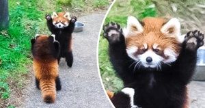 20+ неоспоримых доказательств того, что красные панды такие же крутые, как и обычные